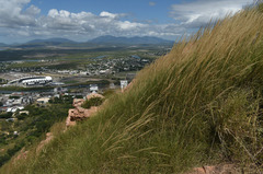 Triodia stenostachya