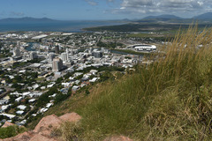 Triodia stenostachya