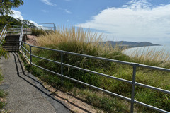 Triodia stenostachya