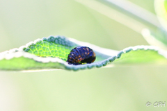 Hippodamia convergens