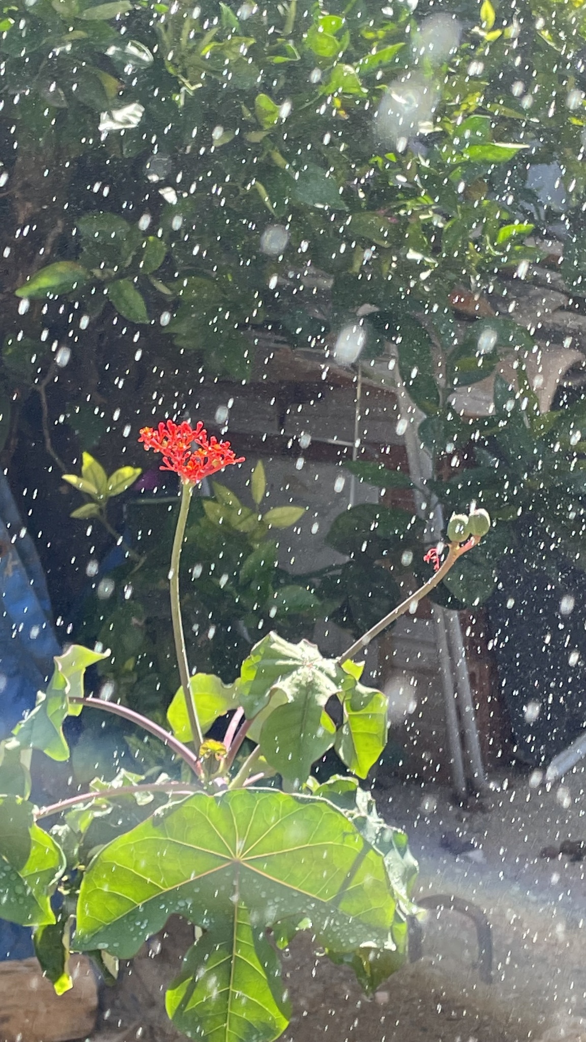 Jatropha podagrica