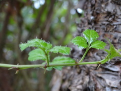 Eleutherococcus trifoliatus setosus