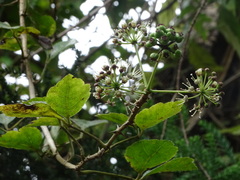Eleutherococcus trifoliatus setosus