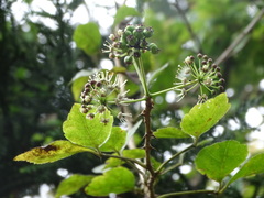 Eleutherococcus trifoliatus setosus
