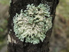 Crespoa crozalsiana