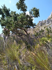 Pterocelastrus tricuspidatus