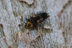 Hippodamia convergens