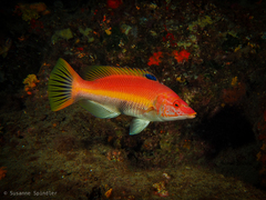 Bodianus scrofa
