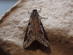 Exapate congelatella