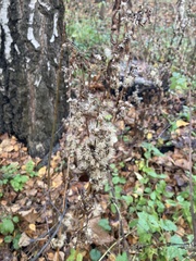 Solidago
