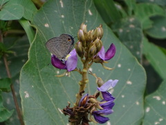 Jamides bochus formosanus