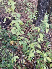 Urtica dioica