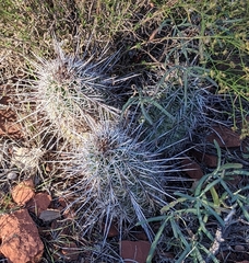 Echinocereus