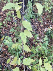 Urtica dioica