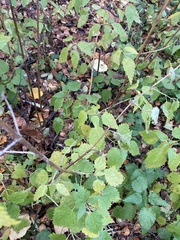 Urtica dioica