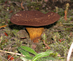 Austropaxillus squarrosus