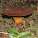 Austropaxillus squarrosus - Photo (c) Jerry Cooper, some rights reserved (CC BY), uploaded by Jerry Cooper