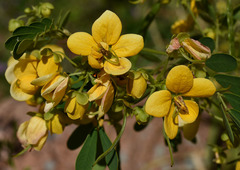 Senna gaudichaudii
