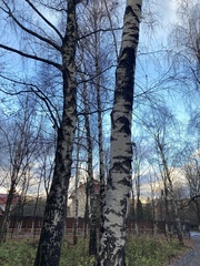 Betula