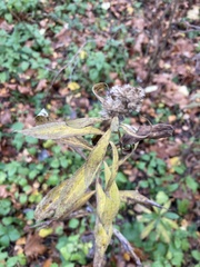 Solidago