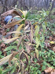 Solidago
