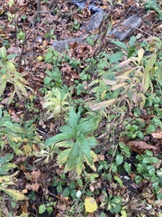 Solidago