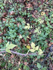 Rubus