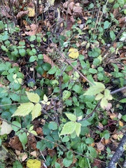Rubus