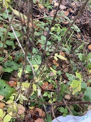 Rubus