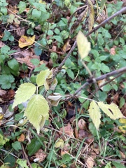 Rubus
