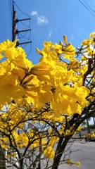 Handroanthus umbellatus