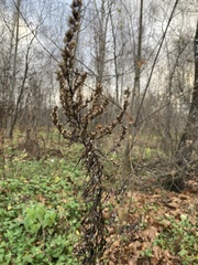 Artemisia vulgaris