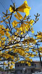 Handroanthus umbellatus