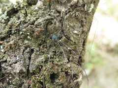 Leiobunum viridorsum