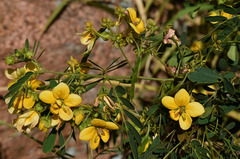 Senna gaudichaudii