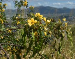 Senna gaudichaudii