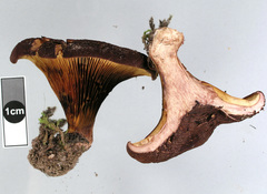 Austropaxillus squarrosus