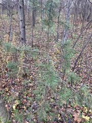 Pinus sylvestris