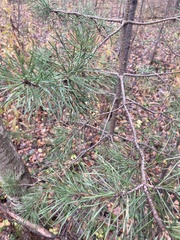 Pinus sylvestris