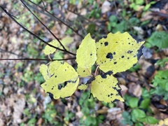 Populus tremula