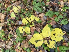 Populus tremula