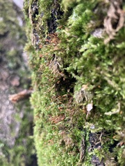 Bryophyta