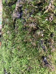 Bryophyta