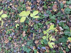 Rubus idaeus