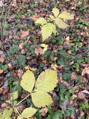 Rubus idaeus