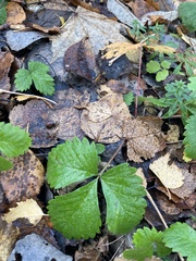 Fragaria vesca