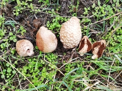 Chlorophyllum agaricoides