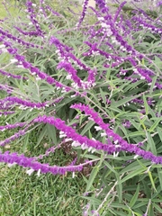 Salvia leucantha
