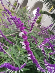 Salvia leucantha
