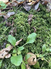 Bryophyta